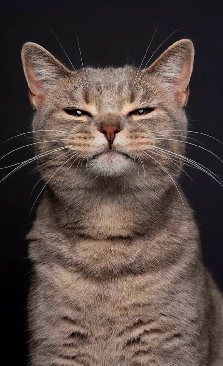 Orange cat sample - JPG to WEBP conversion demo